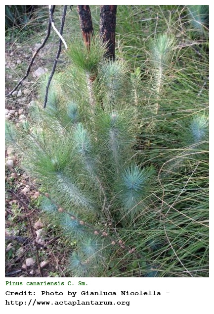 Pinus canariensis C. Sm.